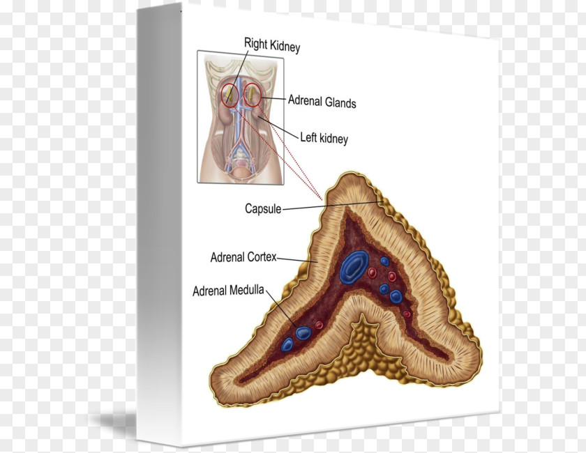 The Adrenal Cortex Gland Anatomy PNG
