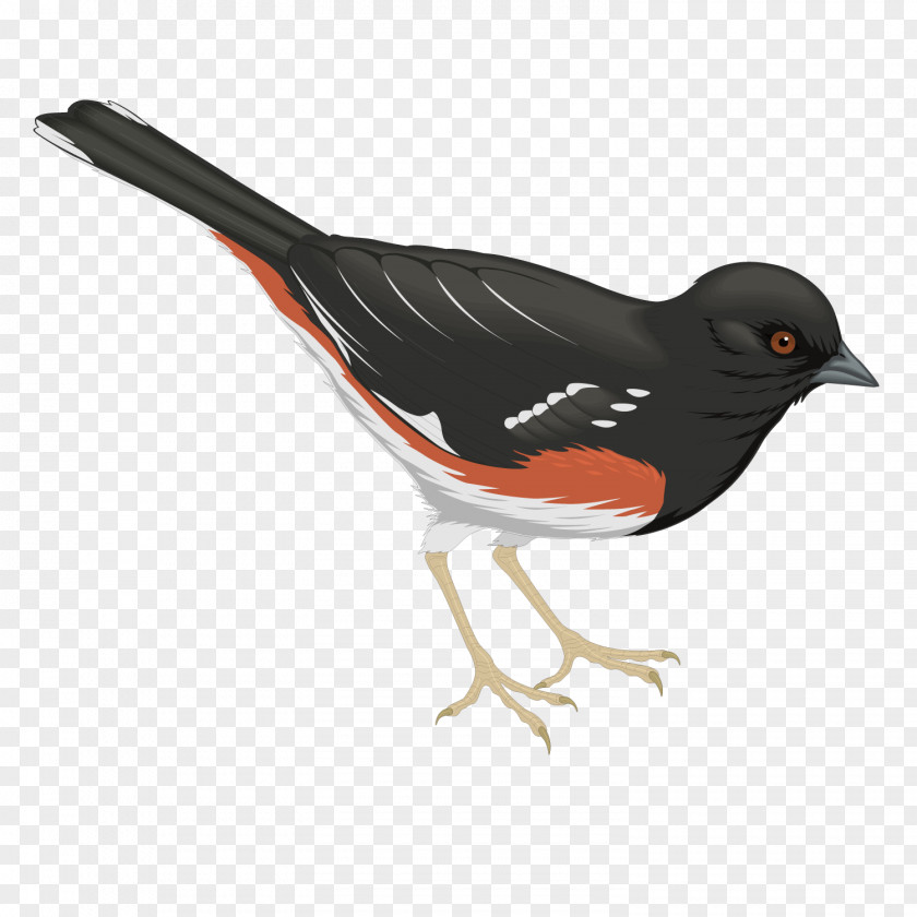 Vector Black Raven Bird Common PNG