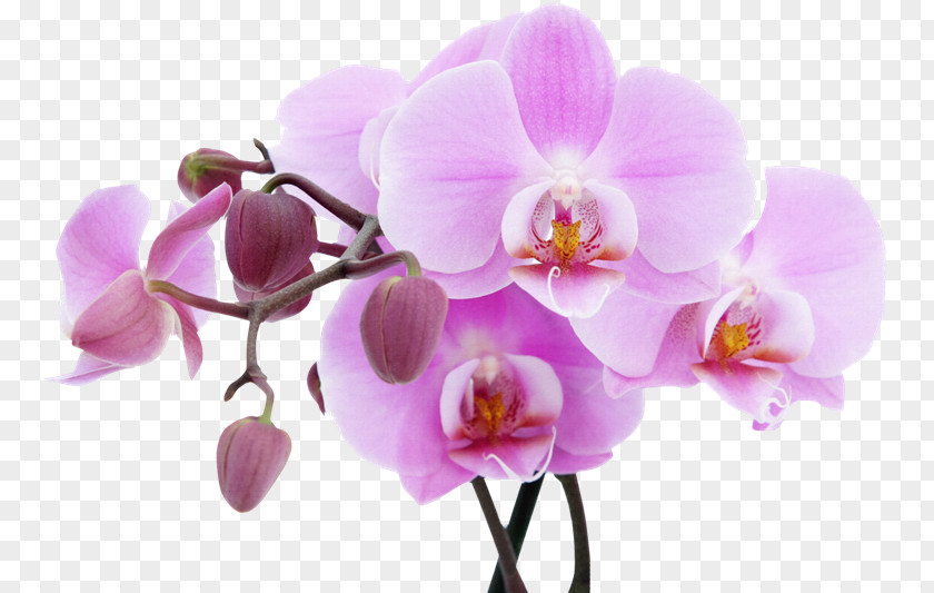 Vk Fototapet Flower Orchids Lilac Wallpaper PNG
