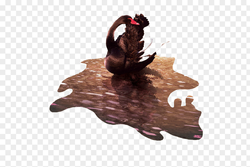 Black Swan Download Illustration PNG