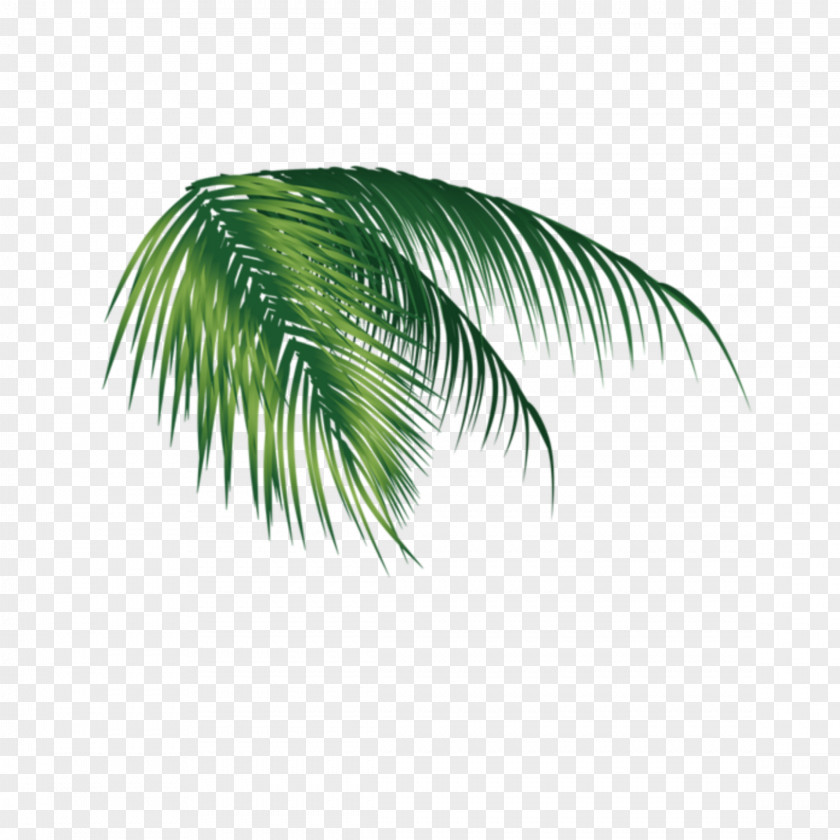 Coconut Palm Trees Clip Art Image PNG