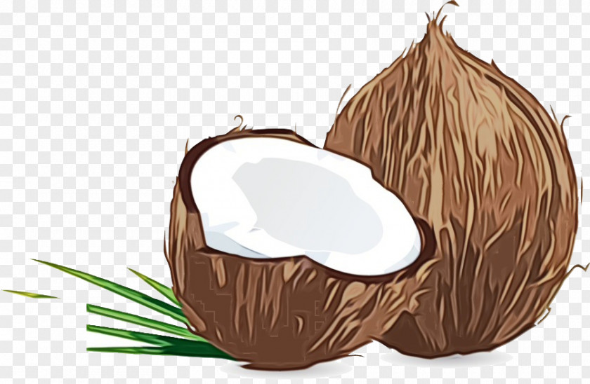 Coconut Water Plant Tree Cartoon PNG