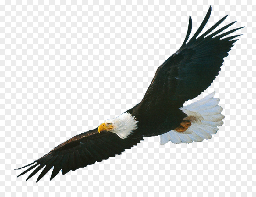 Eagle Bald PNG