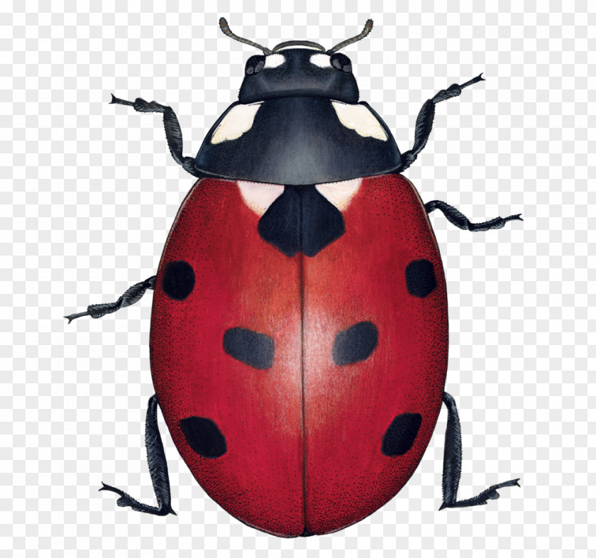 Illustration Beneficial Insects Ladybird Beetle Illustrator Graphic Design PNG