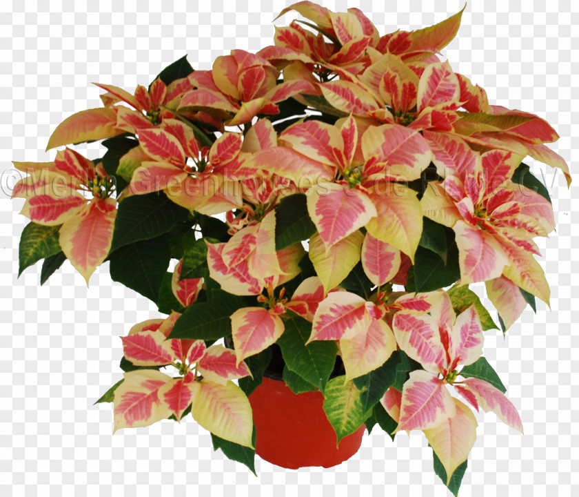 Light Box Advertising Flowerpot Red Blotches Houseplant Poinsettia PNG