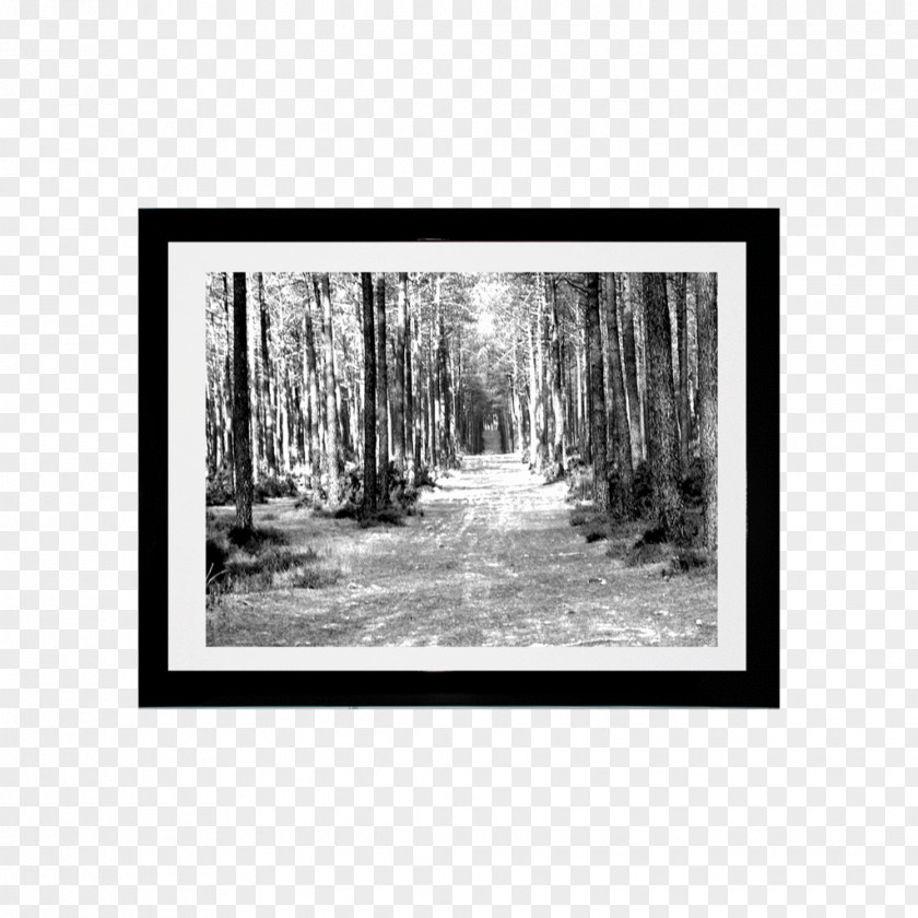 Minimalista Moderno Bayou Picture Frames Tree Forest Wood PNG