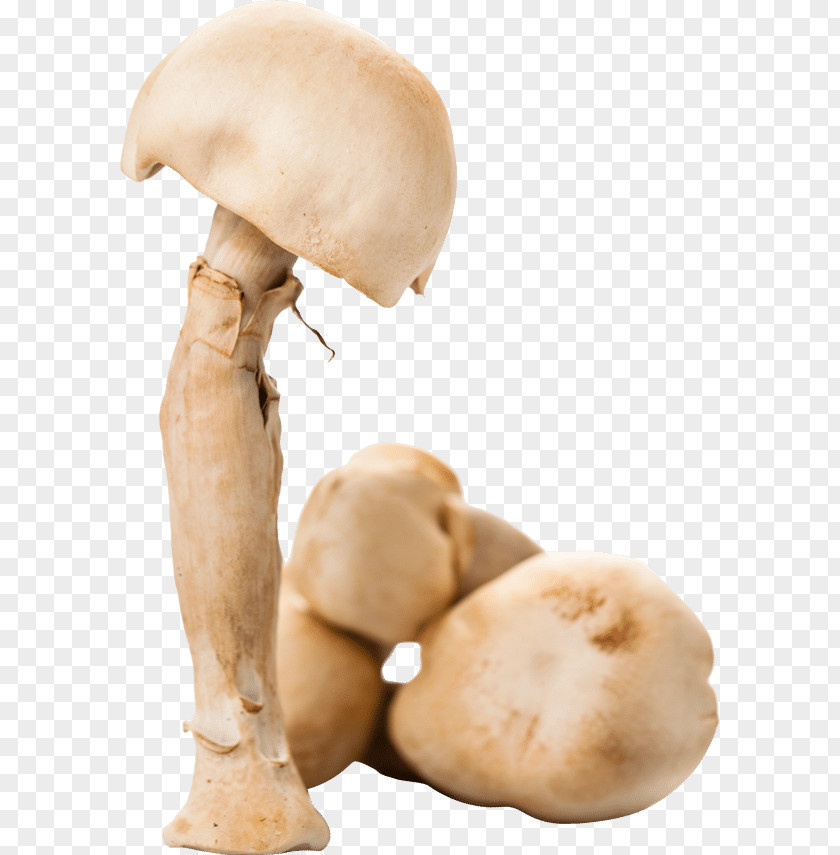 Mushroom Common Agaricus Subrufescens Dietary Supplement Glucan PNG