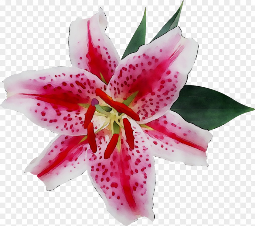 Ornamental Plant Easter Lily Flower Petal Fleur-de-lis PNG