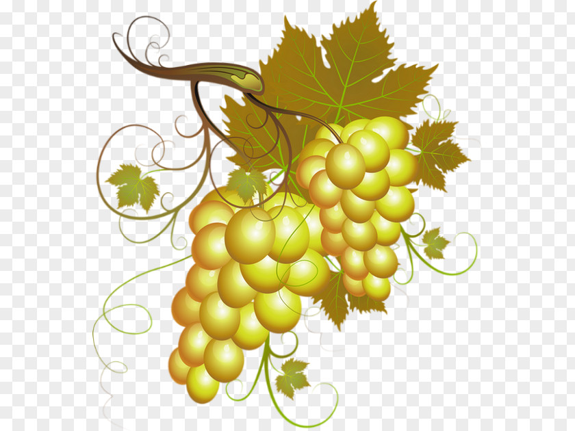 Wine White Pinot Noir Clip Art Grape PNG