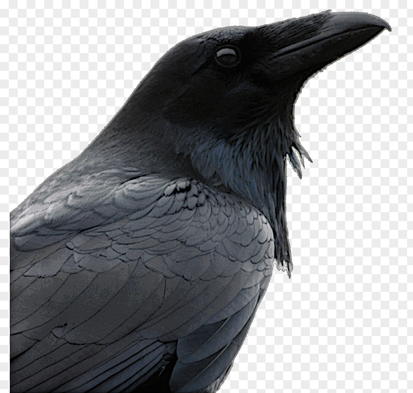 Bird American Crow Common Raven The Australian PNG