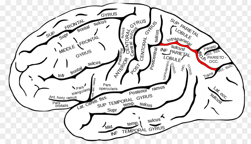 Brain Intraparietal Sulcus Parietal Lobe Central Frontal PNG