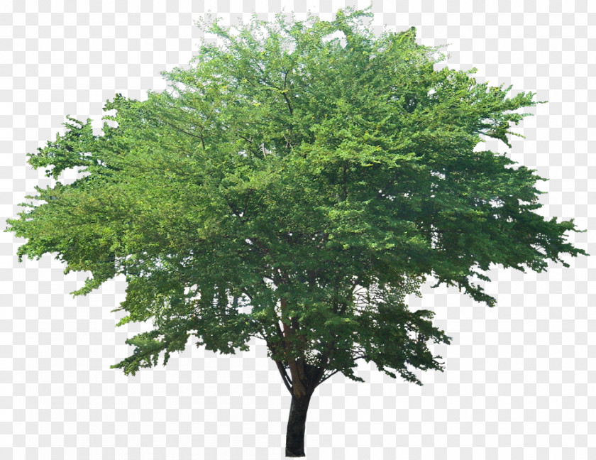 Evergreen Trees Tree Fir Populus Nigra Clip Art PNG