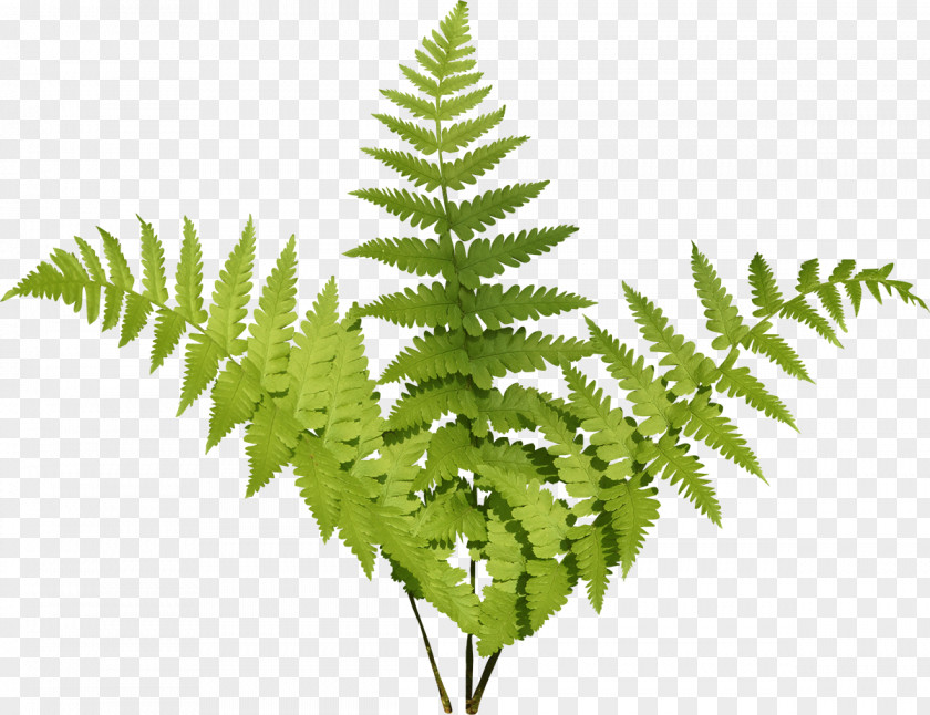 Gazania Burknar Plant Leaf Fern PNG
