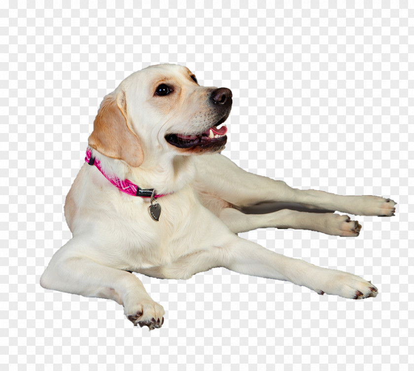 Labrador Dog Retriever Puppy Breed Companion PNG