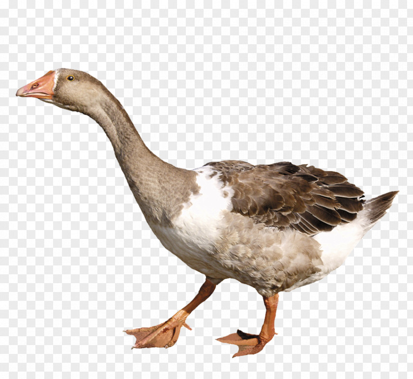 Long Neck Duck Goose PNG
