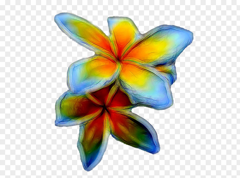 Plumeria Flowering Plant Petal Symmetry PNG