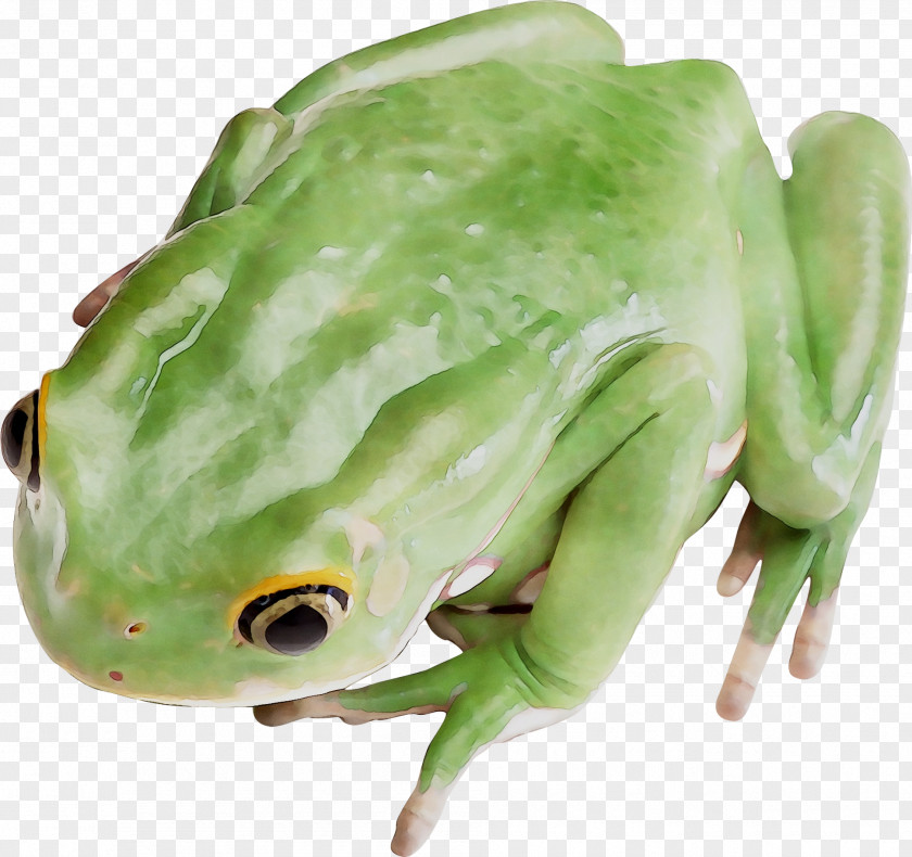 Tree Frog True Toad PNG