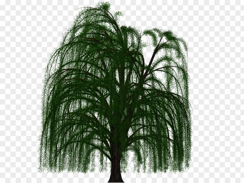 Tree Weeping Willow Deciduous Branch Leaf PNG