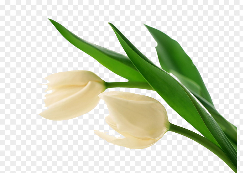 Tulip Wedding Dress Flower White Desktop Wallpaper PNG