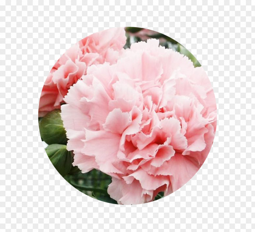 CARNATION Carnation, Lily, Rose Sweet William Seed Flower PNG