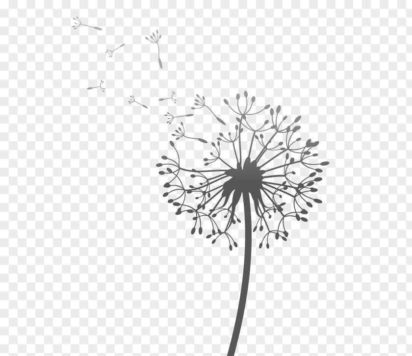 Dandelion Monochrome Photography Black And White PNG