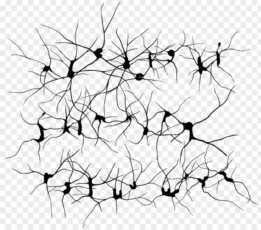 Neurons Neuron Clip Art PNG