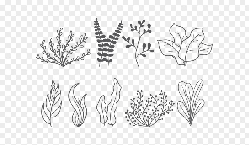 Sea Element Seaweed Leaf PNG
