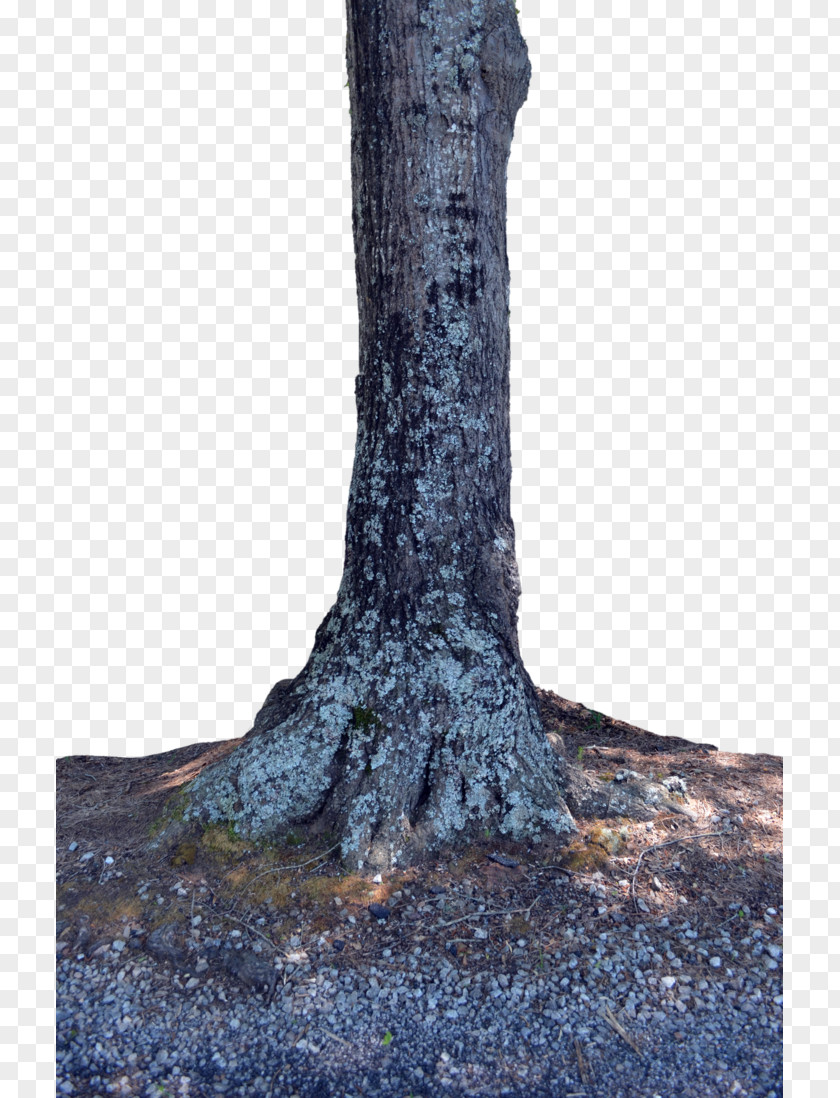 Tree Trunk Stump Woody Plant PNG