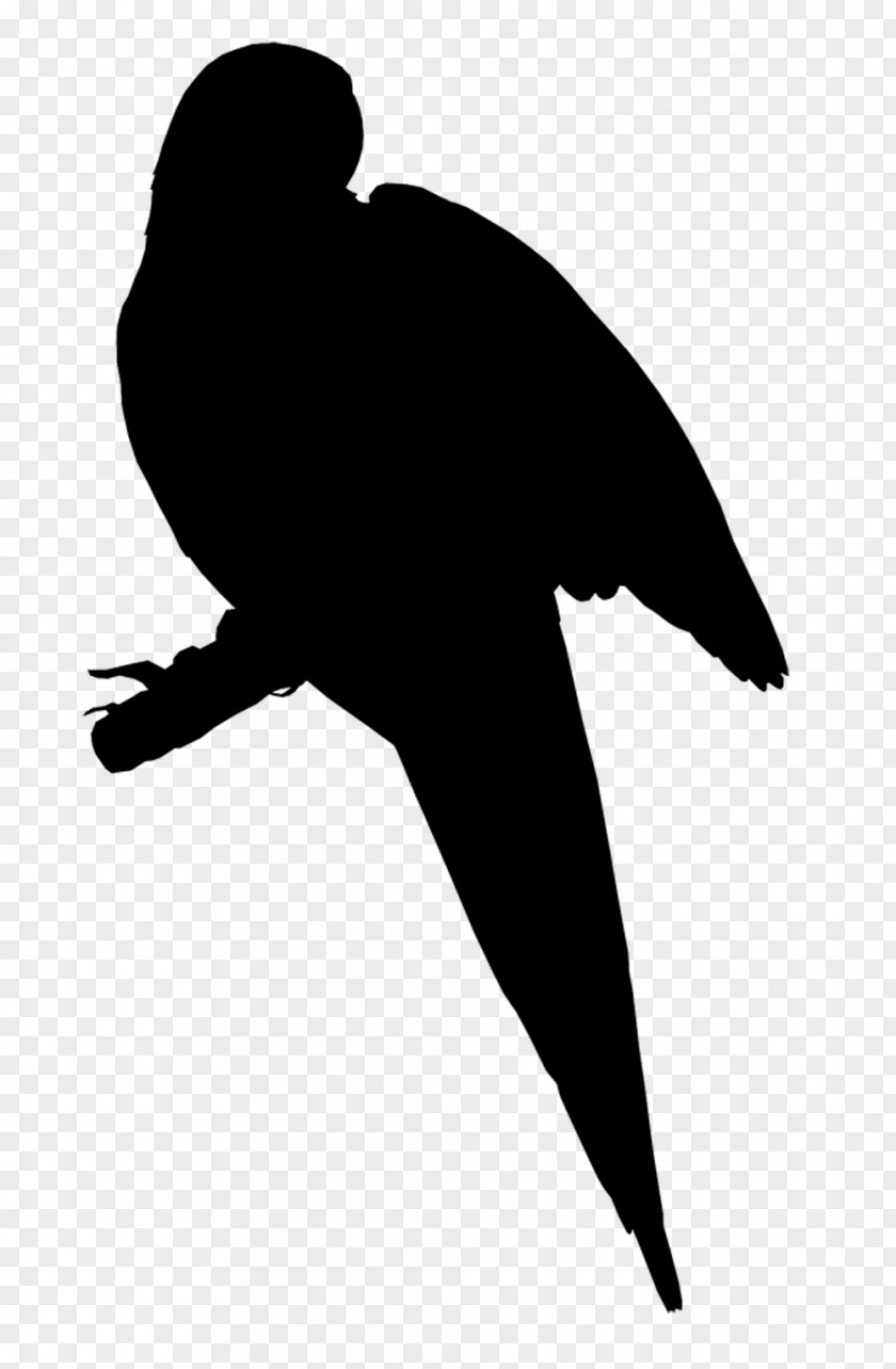 Beak Bird Clip Art Fauna Silhouette PNG