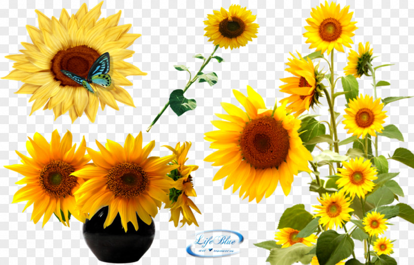 Download Sunflower Latest Version 2018 Texture Mapping Adobe After Effects Clip Art PNG