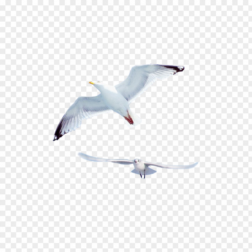 Creative Flying Seagull Gulls Bird Common Gull PNG
