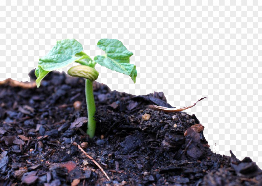 Earth Sprout Common Bean Sprouting Vegetable Plant PNG