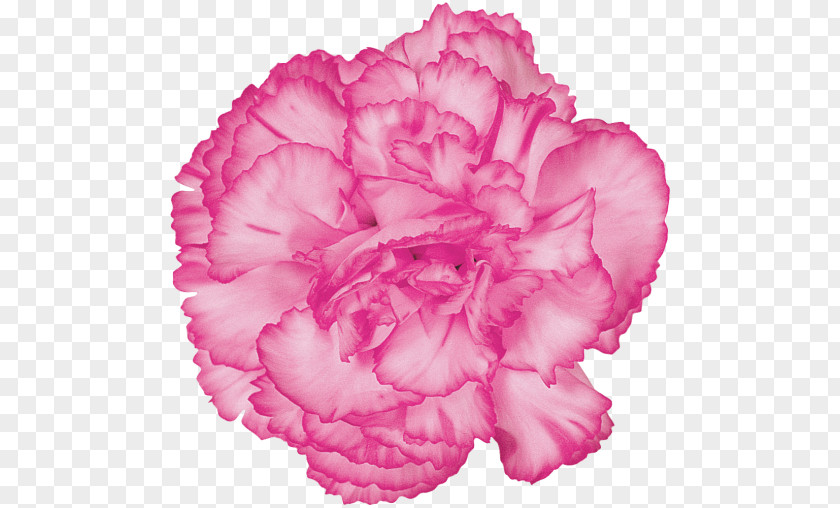 Flower Carnation Cut Flowers Pink PNG