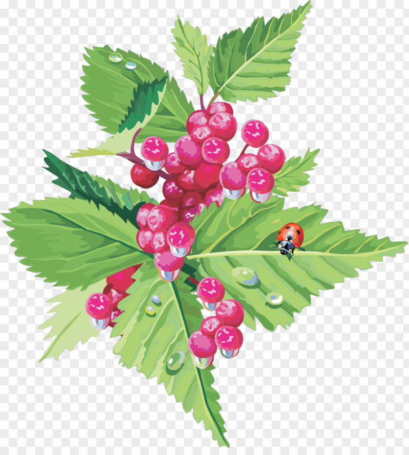Berries Raspberry Fruit Cherry Food PNG