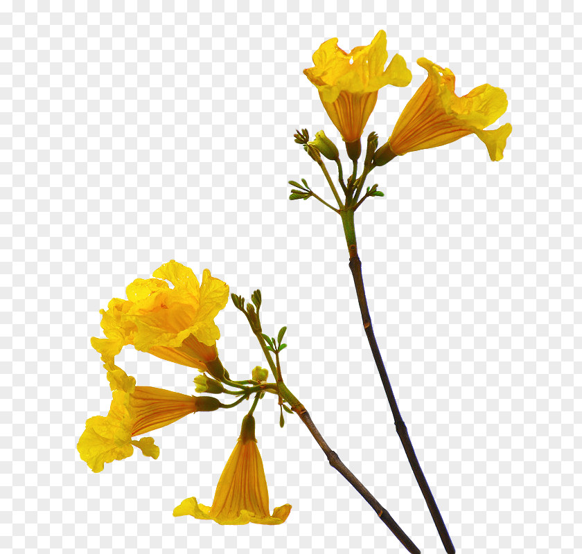 Flower Yellow Cut Flowers Desktop Wallpaper Clip Art PNG