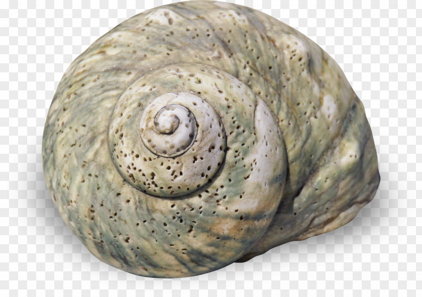 Snail Stone Sea Seashell Gastropod Shell Spiral PNG
