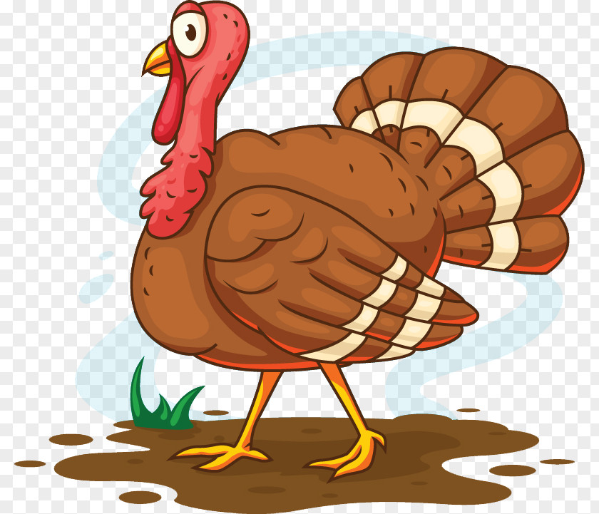 Thanksgiving Turkey Vector Meat Cartoon Illustration PNG