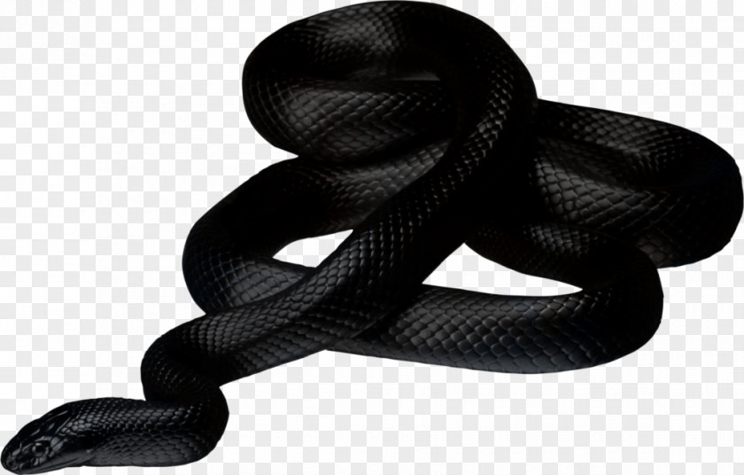 Anaconda PNG Anaconda, black snake clipart PNG