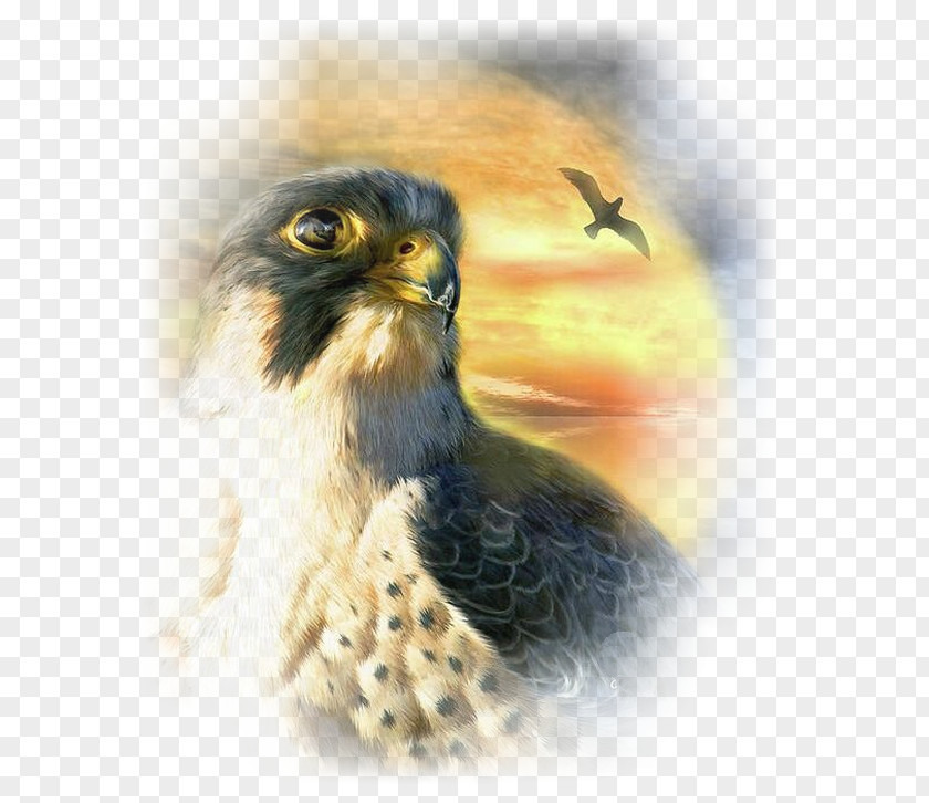 Painting Falcon Bird Art Canvas PNG