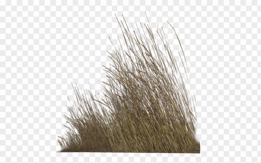 Wild Flowers Grasses Plant Desktop Wallpaper Lawn PNG