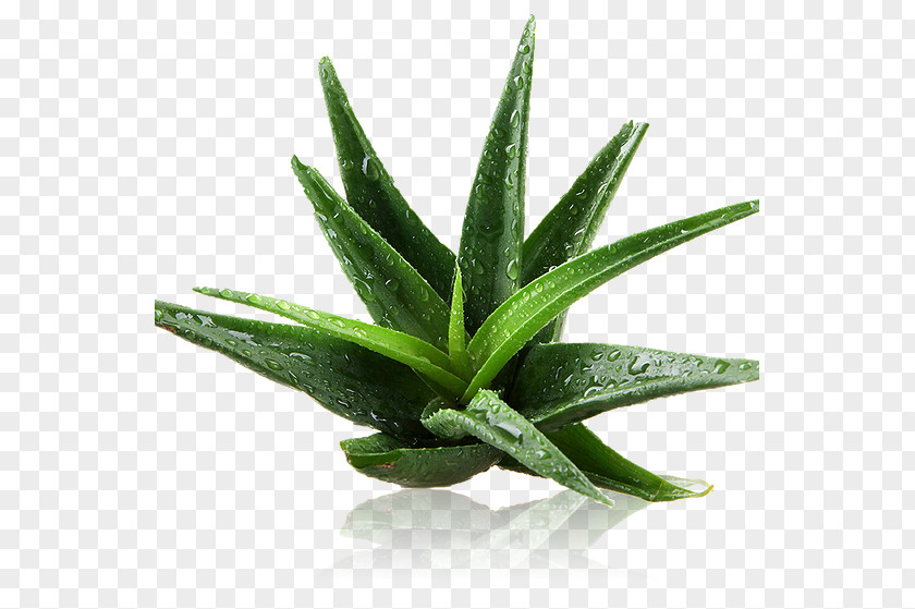 Aloe Vera Skin Extract Health Plant PNG