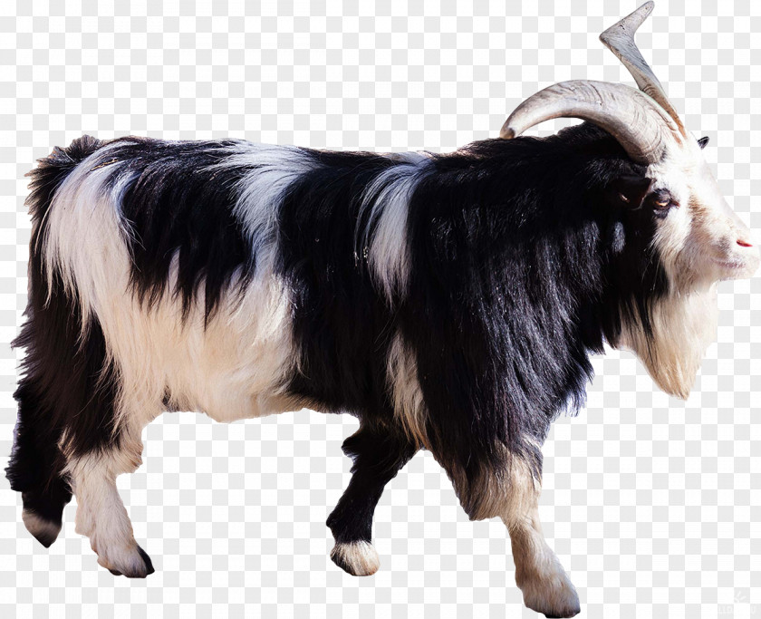Animal Collection Goat Sheep Cattle Stock Photography PNG