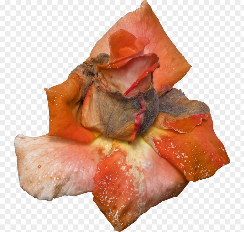 Decorate Pig's Ear PNG