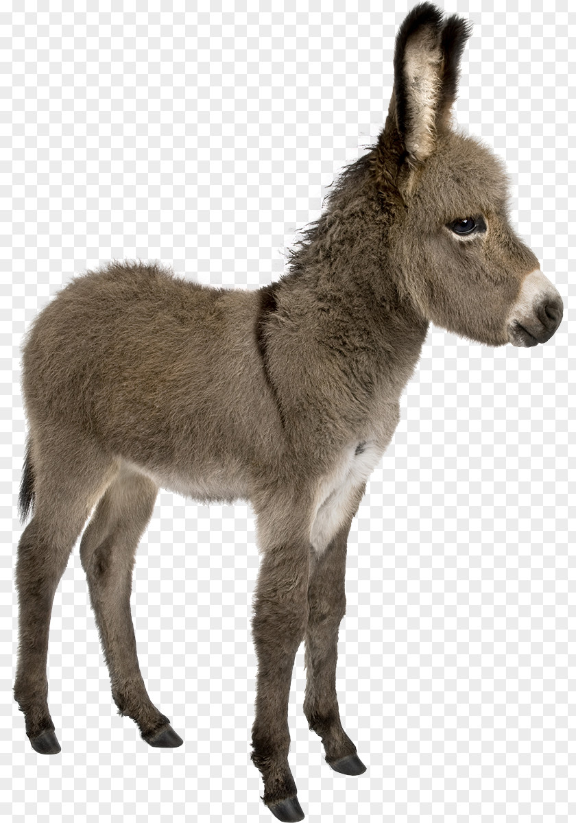 Donkey Irish Provence Foal Stock Photography PNG