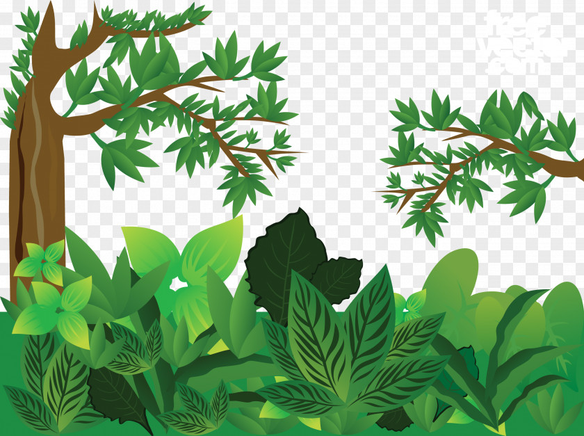Green Jungle Vector Forest Euclidean PNG