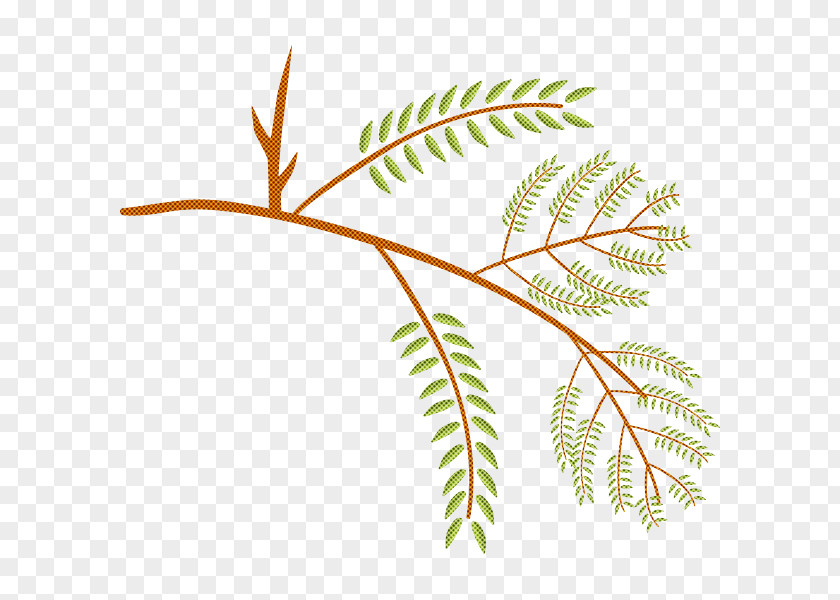 International Year Of Forests Leaf Plant Stem Twig Tree PNG