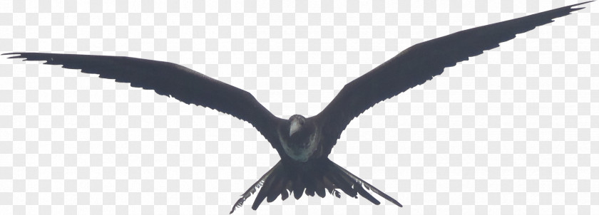 Macaw Bird Beak Wing Feather Neck PNG