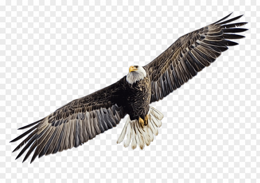 Andean Condor Northern Harrier Golden Background PNG