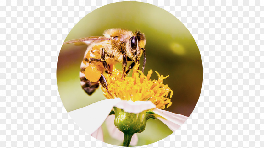 Bee Honey Pollen Pest PNG