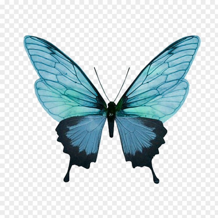 Butterfly Green Papilio Palinurus Comet Moth Clip Art PNG